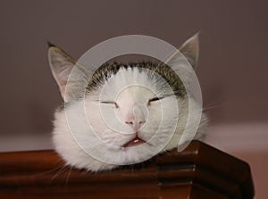 Cat funny photo lay nap on cupboard close up photo