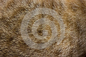 Cat fur close up background texture. Brown abstract stripes