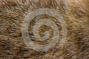 Cat fur close up background texture. Brown abstract stripes