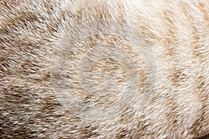 Cat fur close up background texture. Brown abstract stripes