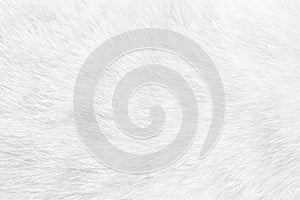 Cat fur close up background texture. White abstract stripes