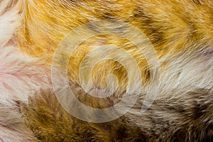 Cat fur close up background texture. Yellow abstract stripes