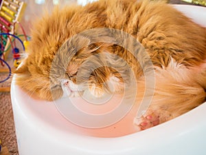 Cat fur fluffy cute cat pet nobility in air-conditioned, well ma