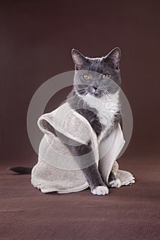 Cat in fur jacket on brown background