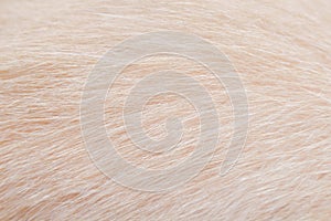 Cat fur patterns background , light brown nature soft focus texture