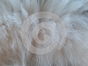 Cat fur in sleeping mode