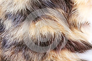 Cat fur soft texture , animal skin  brown black natural line background