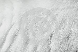 Cat fur soft texture ,  white and grey animal skin background