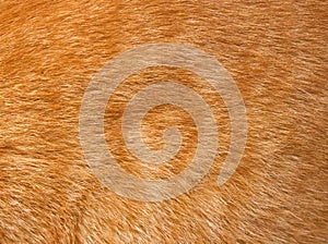 Cat fur texture