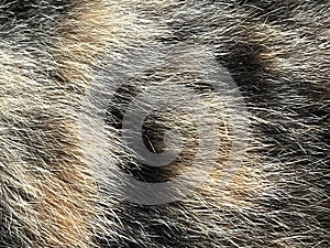 Cat fur texture background