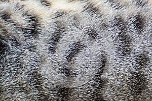 Cat fur texture background.