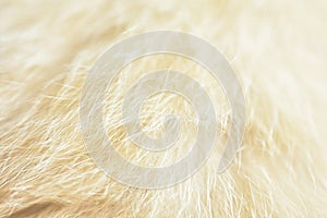 Cat fur texture. HD Image and Large Resolution. can be used as background and wallpaper. web banners consepts