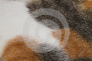 Cat fur texture for pattern and background