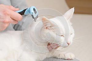 Cat and furminator. The hand holds a furminator for combing pet hair.