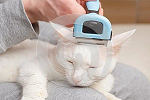 Cat and furminator. The hand holds a furminator for combing pet hair.