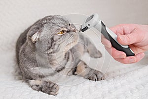 Cat and furminator. The hand holds a furminator for combing pet hair.