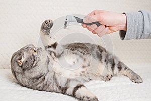 Cat and furminator. The hand holds a furminator for combing pet hair.