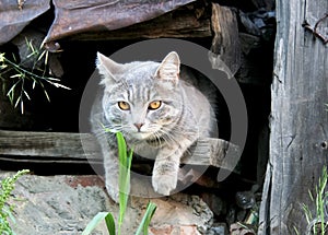 cat. Furry pets