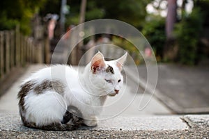 Cat in Fushimi Inari Shrine, Kyoto, Japan