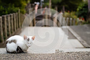 Cat at Fushimi Inari Shrine, Kyoto, Japan