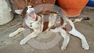 Cat gape on concrete floor