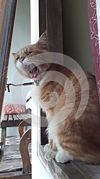 Cat gaping at the window