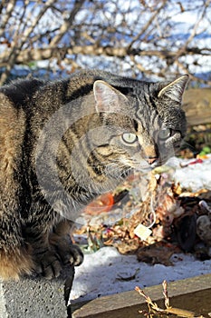 Cat on the garbage