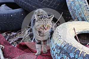 cat in a garbage dump on the background of tires

ï¿¼