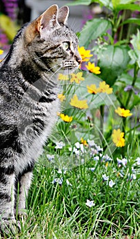 Cat in a Garden