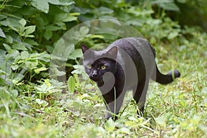 Cat in the garden