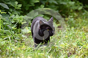 Cat in the garden