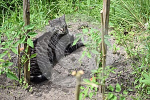 Cat in the garden