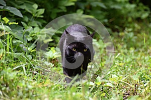 Cat in the garden