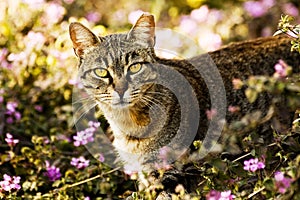 Cat in garden