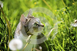 Cat in Garden