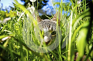 Cat in Garden