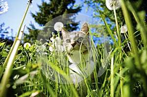 Cat in Garden