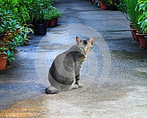 Cat in garden