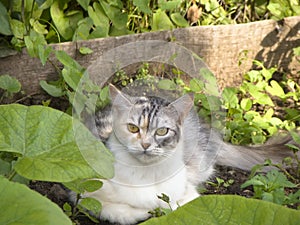 Cat in the garden