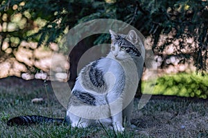 Cat in the garden, a beautiful portrait of a cat, Poland