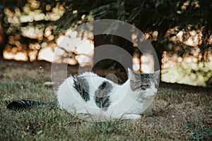 Cat in the garden, a beautiful portrait of a cat, Poland