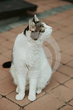 Cat in the garden, a beautiful portrait of a cat, Poland