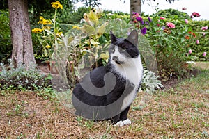 Cat in a garden