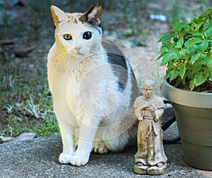 Cat-garden family portrait