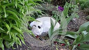 Cat garden flower bed