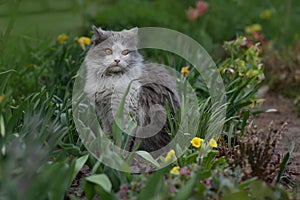 Cat sitting in flowers in the summer. Kitten sitting on the field with flowers