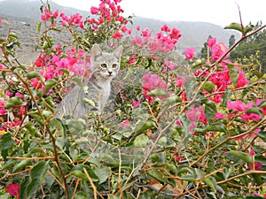 Cat in the garden photo