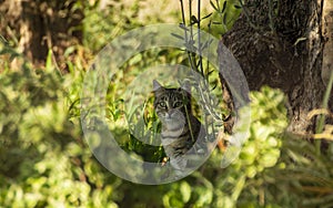 Curious kitten in the garden