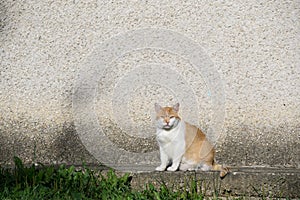 Cat in the garden near the house. Slovakia