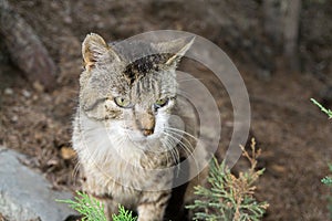 Cat in the garden near the house. Slovakia